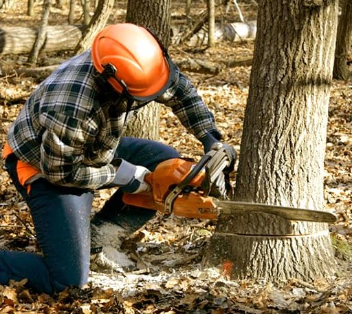 Tree Removal in Milford, NY